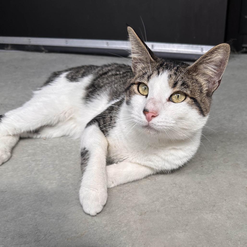 Enlarge Patches, a Adoptable Domestic Short Hair in Hailey, ID image 3/6