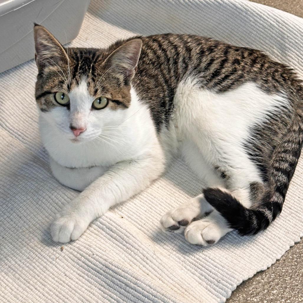 Enlarge Patches, a Adoptable Domestic Short Hair in Hailey, ID image 4/6
