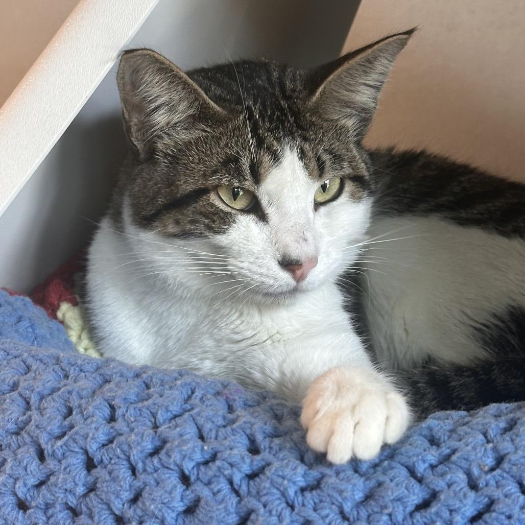 Patches, a Adoptable Domestic Short Hair in Hailey, ID image 3/4