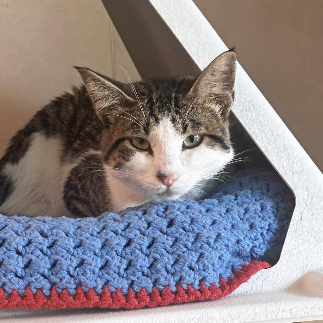 Patches, a Adoptable Domestic Short Hair in Hailey, ID image 4/4