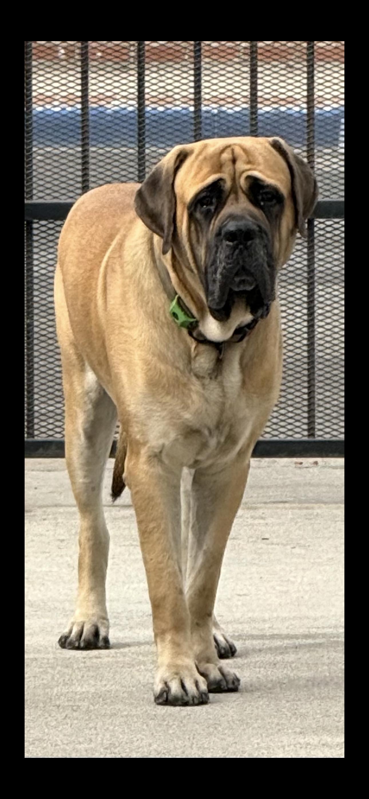 Enlarge Easy the English Mastiff, an adopted Bullmastiff in Claremont, CA image 4/4
