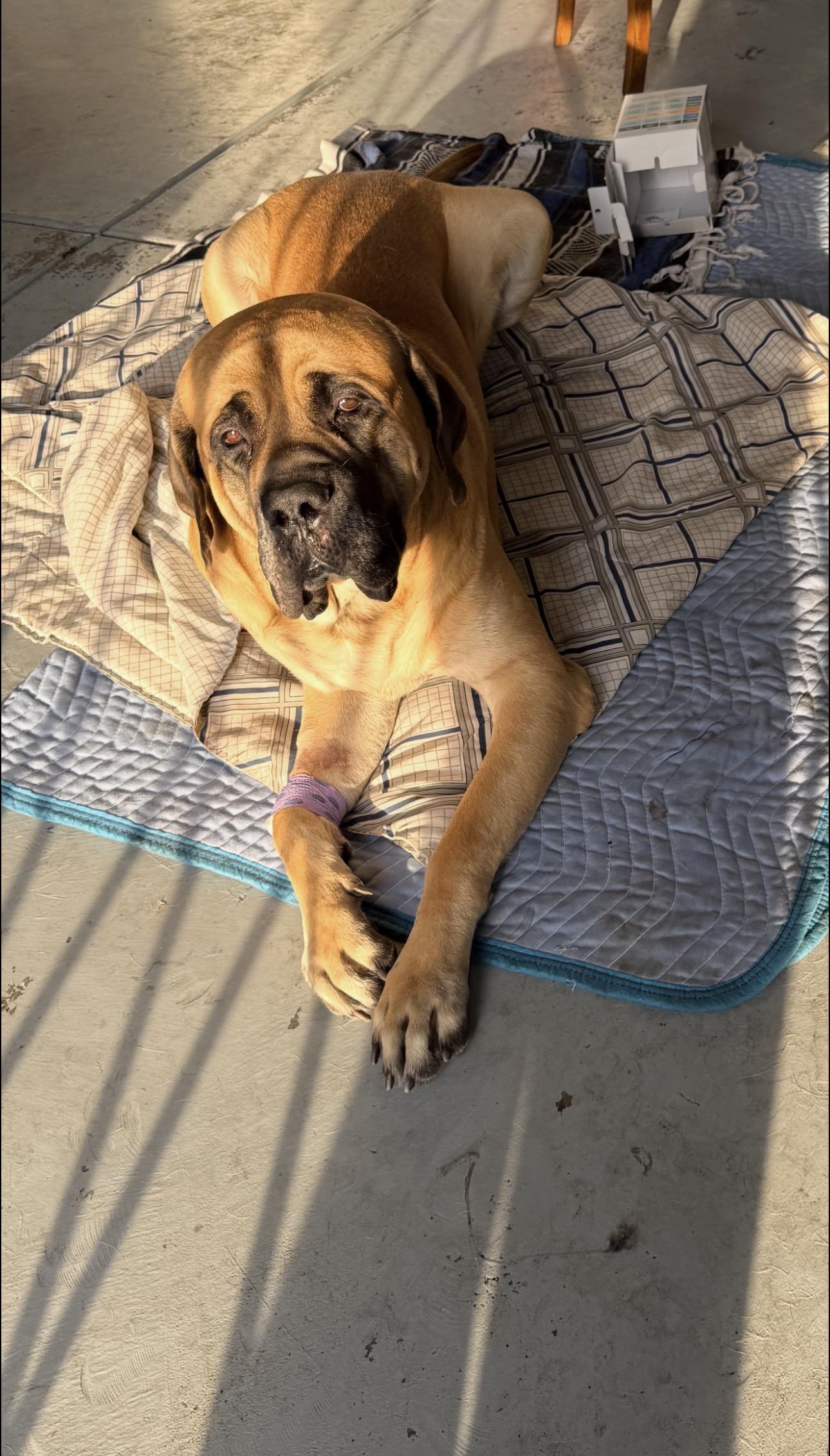 Enlarge Easy the English Mastiff, an adopted Bullmastiff in Claremont, CA image 2/4