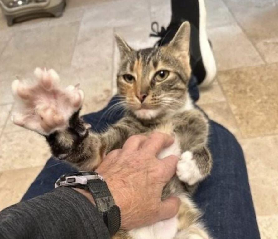 Natorpia thumbnail 3