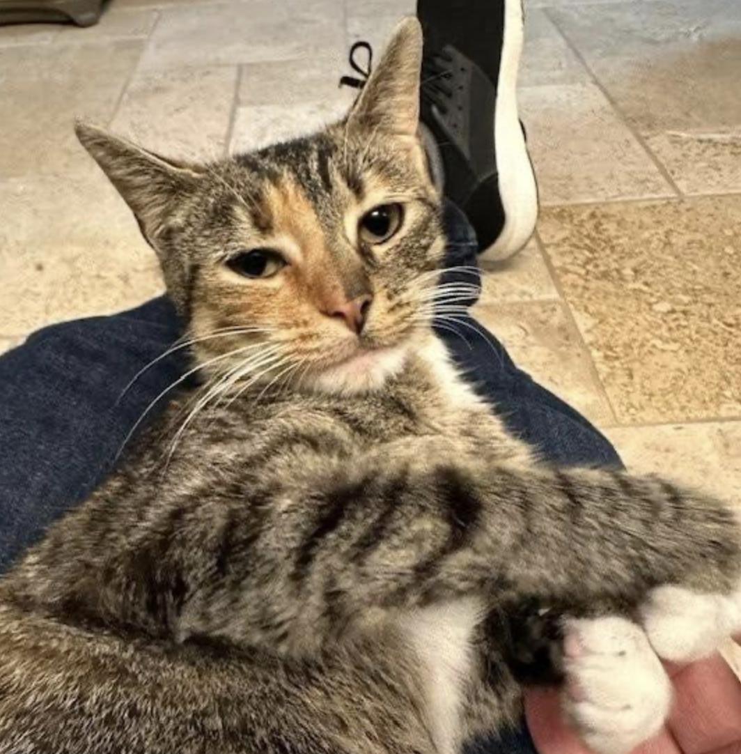 Natorpia thumbnail 4