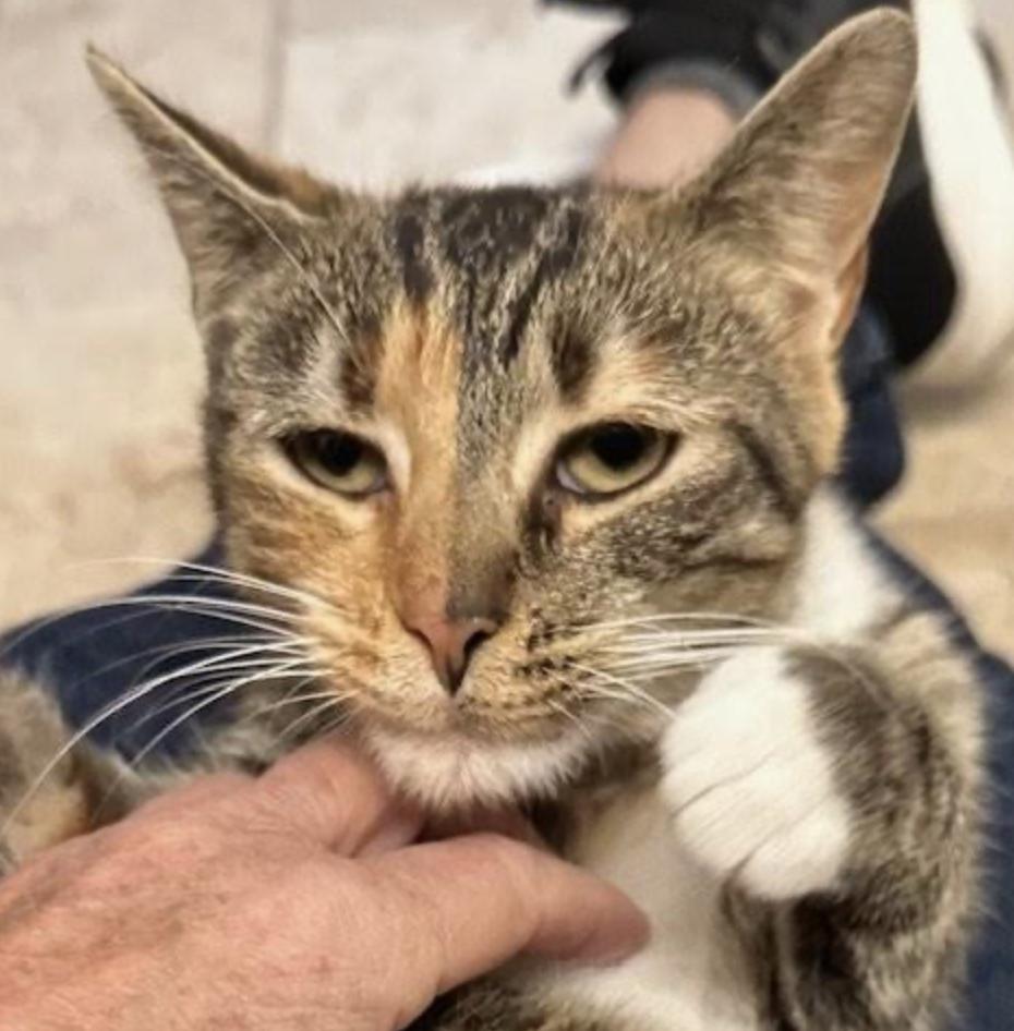 Natorpia thumbnail 5