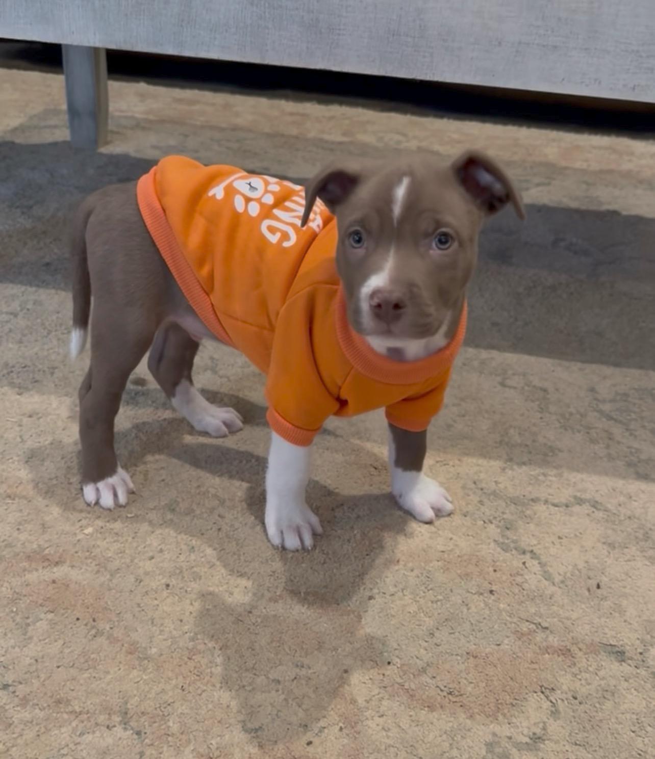 Rolo, ADOPTABLE, Puppy Male Pit Bull Terrier.