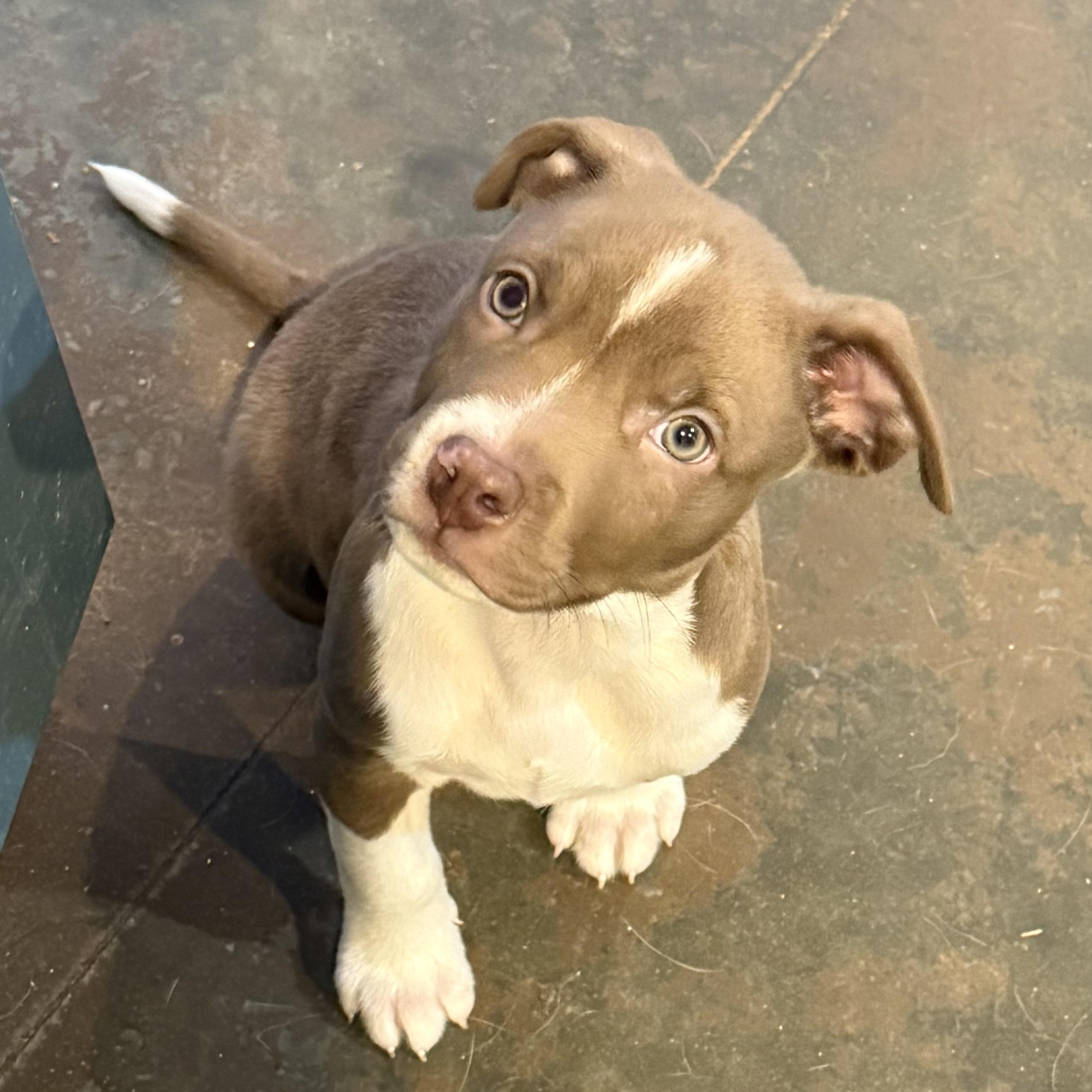 Rolo, a ADOPTABLE Pit Bull Terrier in Hatfield, PA image 2/4