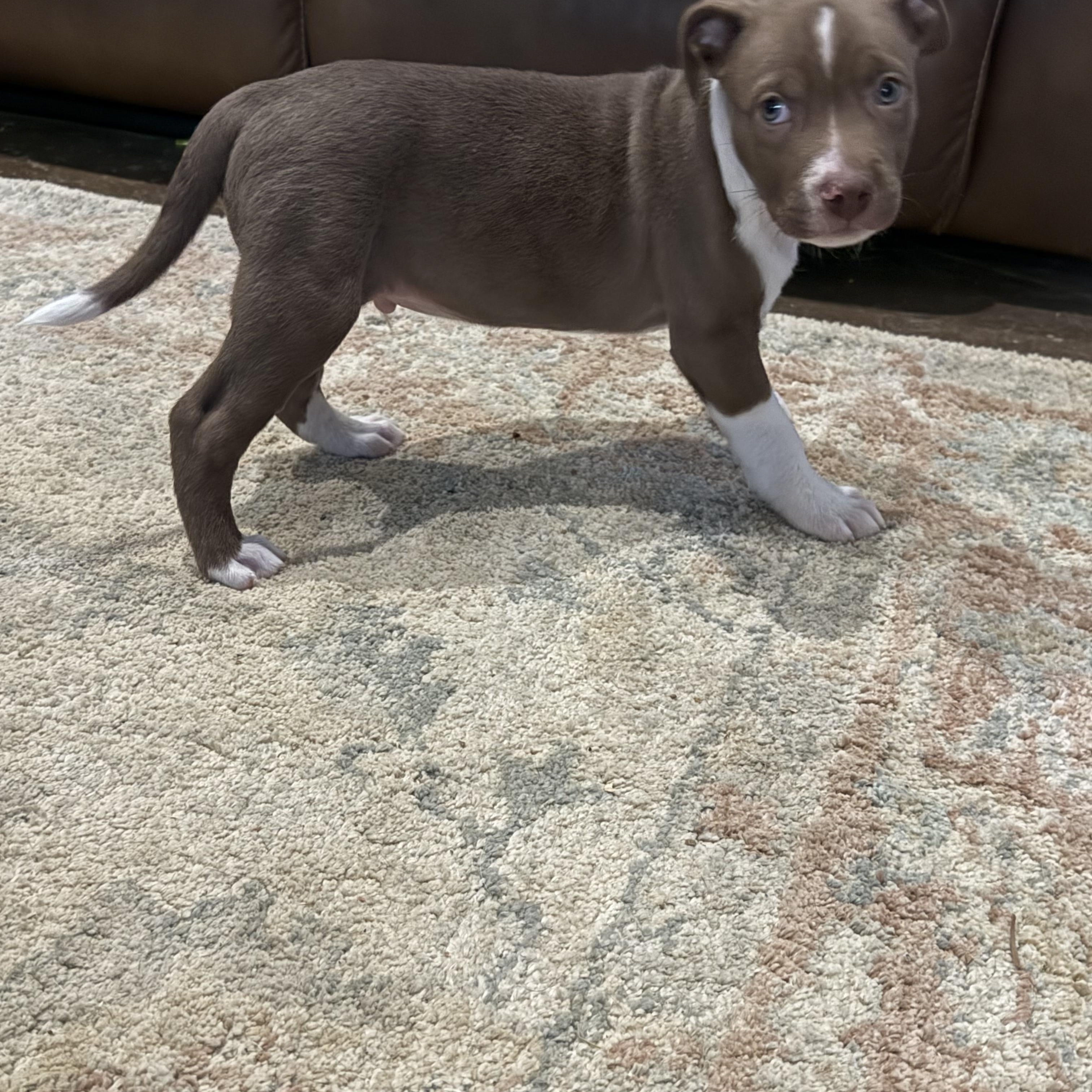 Rolo, a ADOPTABLE Pit Bull Terrier in Hatfield, PA image 3/4