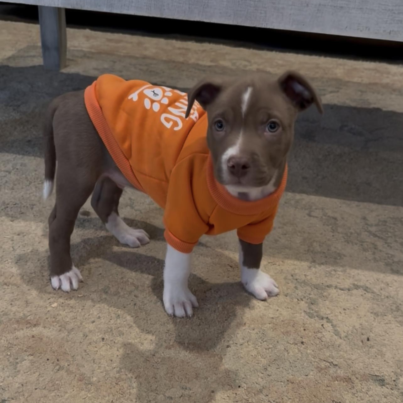 Rolo, a ADOPTABLE Pit Bull Terrier in Hatfield, PA image 4/4