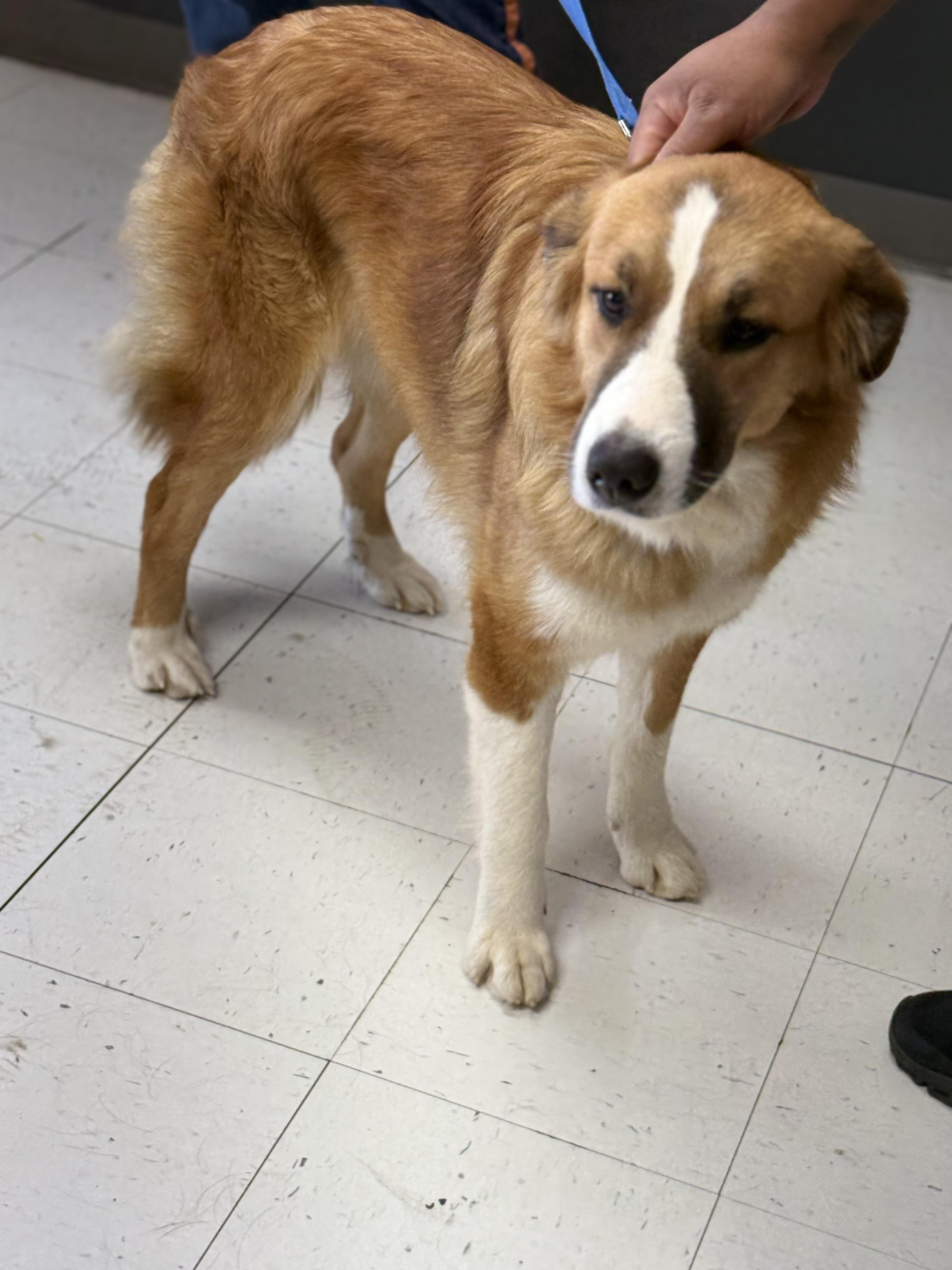 Enlarge Fantasia, an adoptable Border Collie in Owensboro, KY image 1/2
