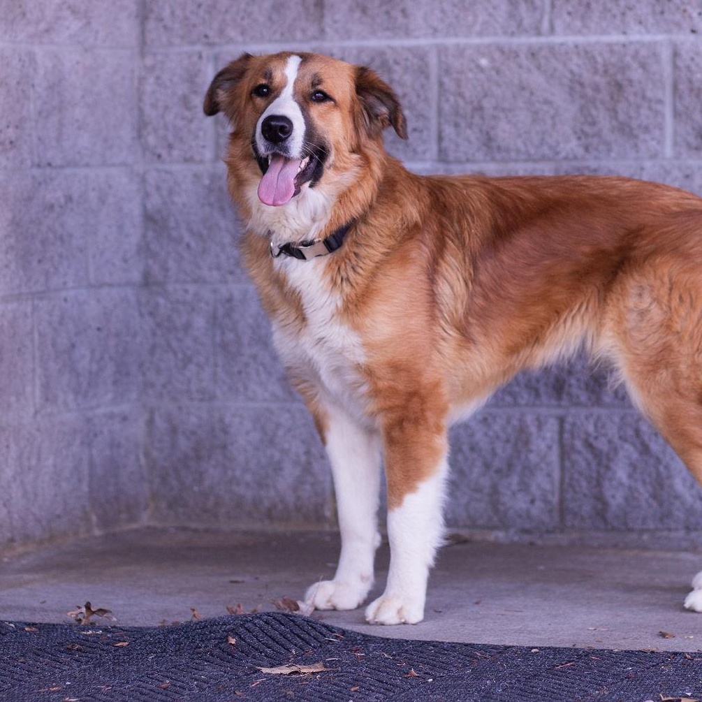 Enlarge Fantasia, an adoptable mixed breed in Owensboro, KY image 1/4