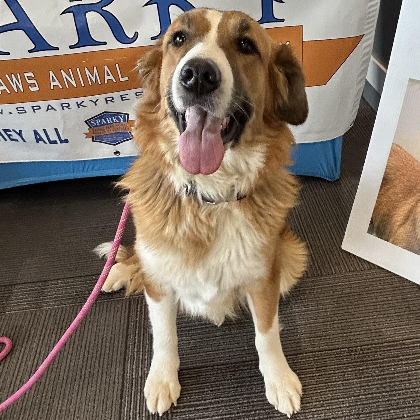 Enlarge Fantasia, an adoptable Border Collie in Owensboro, KY image 1/3