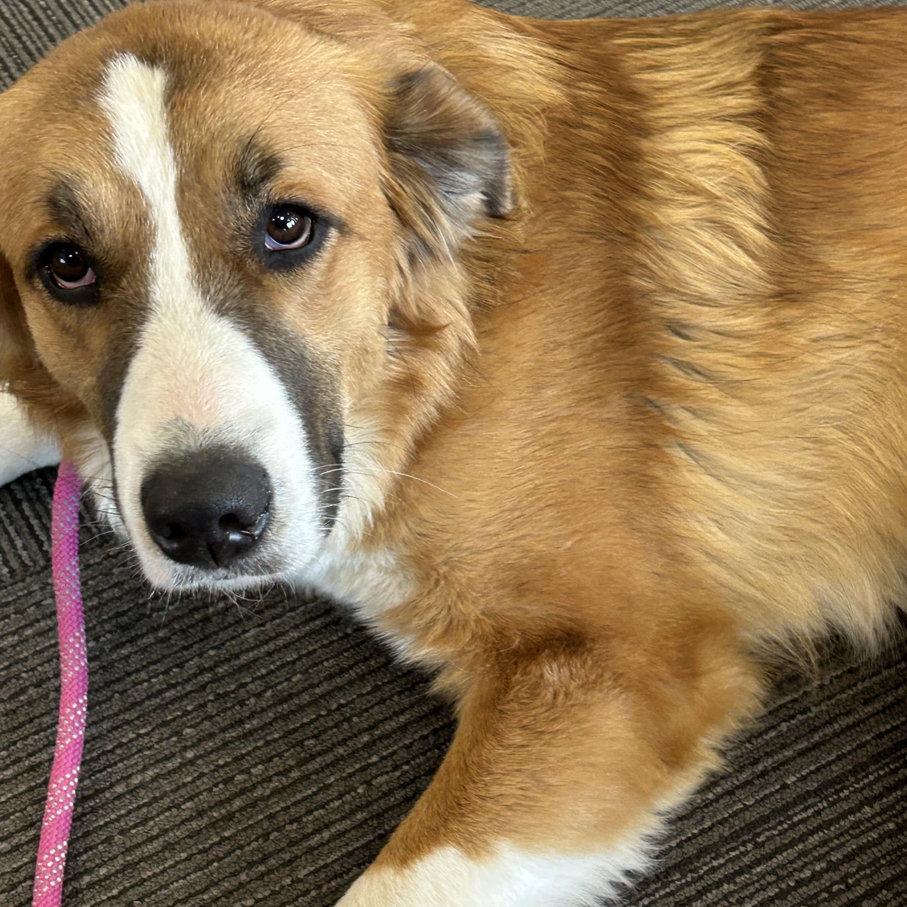 Enlarge Fantasia, an adoptable Border Collie in Owensboro, KY image 2/3