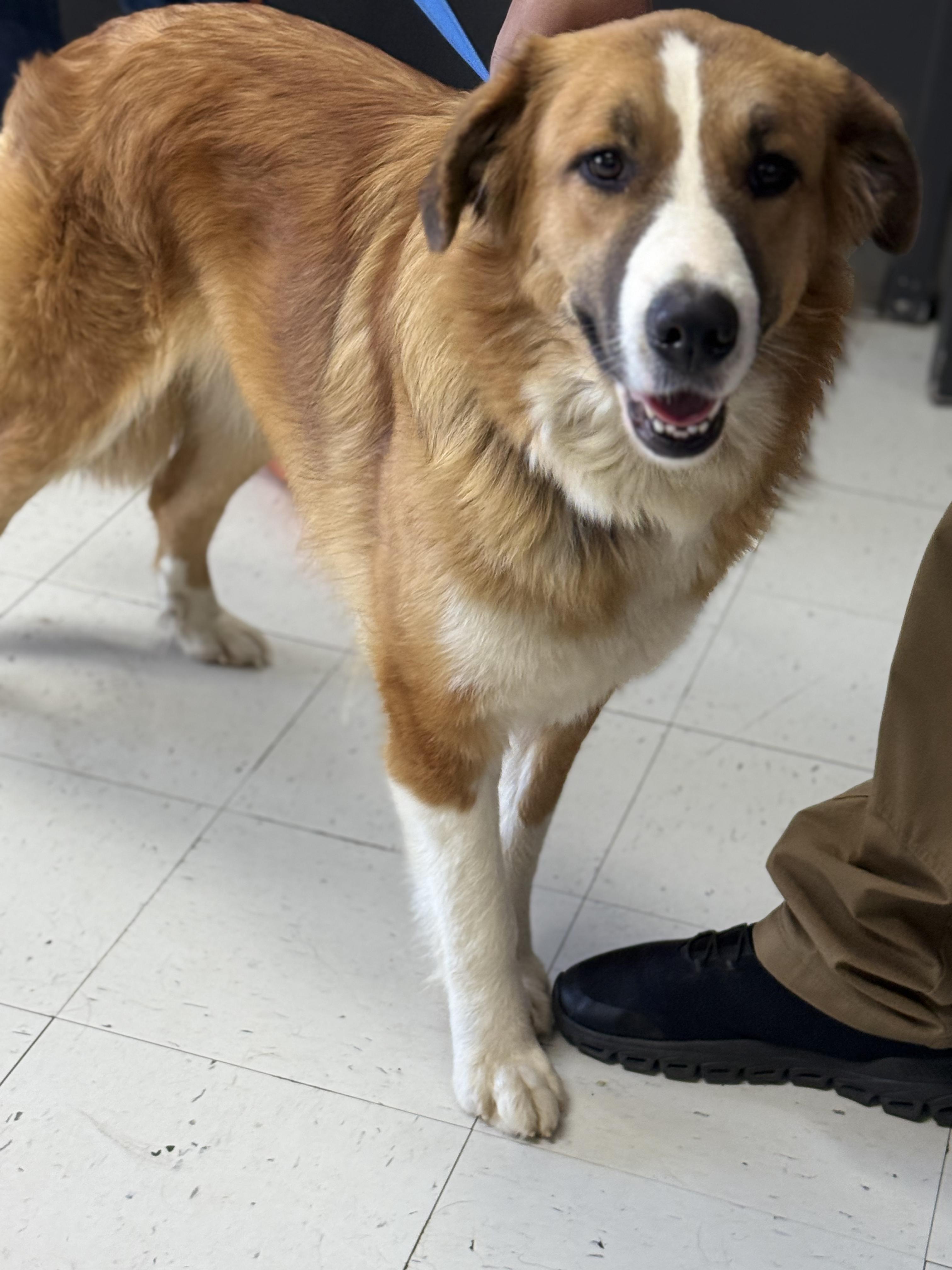 Fantasia, adoptable, Adult Female Border Collie.