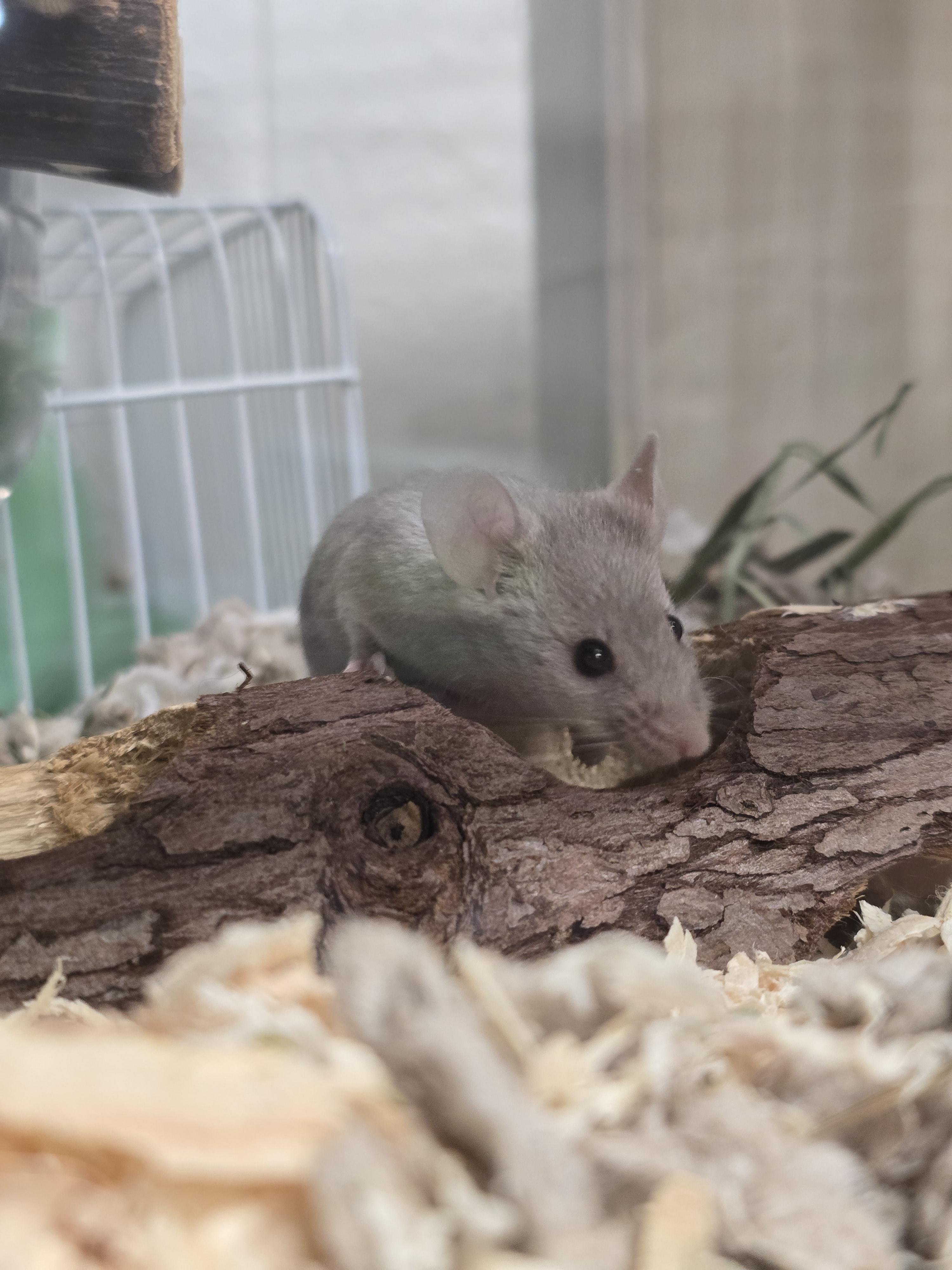 Mr. Mousinski, ADOPTABLE, Young Male Mouse.