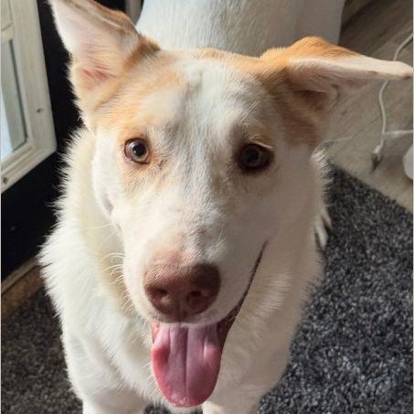 Butcher, ADOPTABLE, Young Male Husky.