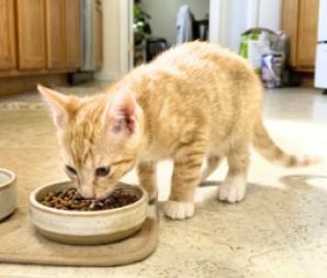 Enlarge King, a Adoptable American Shorthair in Union City, NJ image 5/6