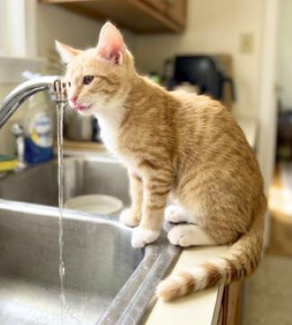 Enlarge King, a Adoptable American Shorthair in Union City, NJ image 4/6