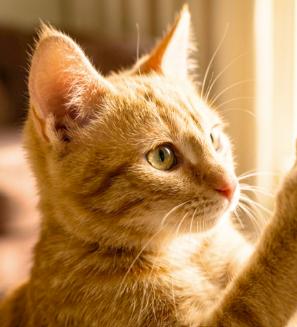 Garfield, Adopted, Kitten Male American Shorthair.