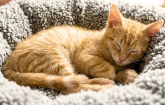 Enlarge Garfield, a Adopted American Shorthair in Union City, NJ image 4/5