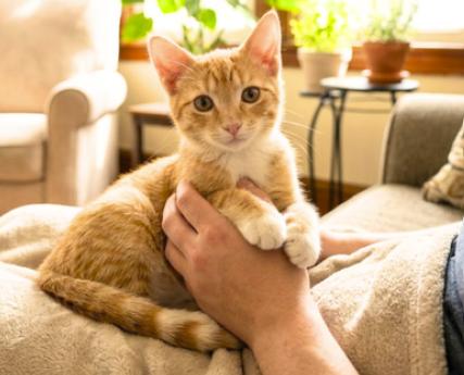 Enlarge King, a Adoptable American Shorthair in Union City, NJ image 2/6
