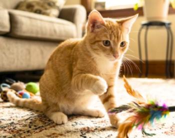 Enlarge King, a Adoptable American Shorthair in Union City, NJ image 3/6