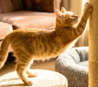 Enlarge Garfield, a Adopted American Shorthair in Union City, NJ image 3/5