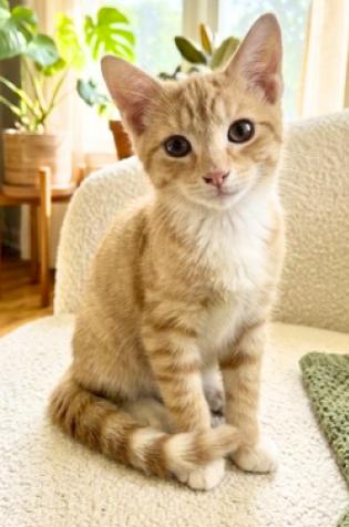 Enlarge King, a Adoptable American Shorthair in Union City, NJ image 1/6