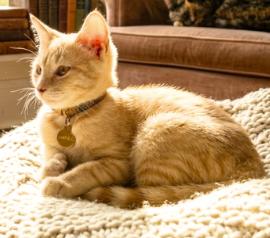 Enlarge Garfield, a Adopted American Shorthair in Union City, NJ image 2/5