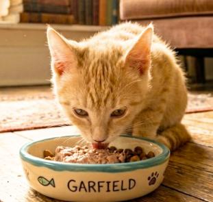 Enlarge Garfield, a Adopted American Shorthair in Union City, NJ image 5/5