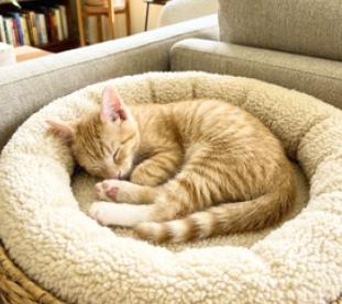 Enlarge King, a Adoptable American Shorthair in Union City, NJ image 6/6