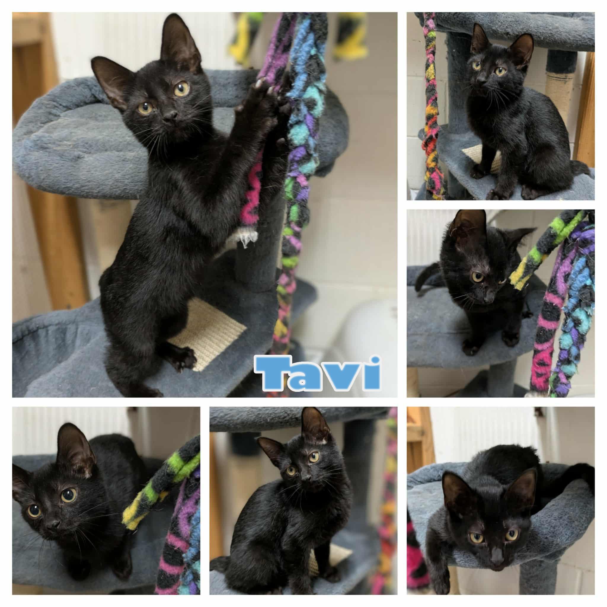 Tavi, a Adopted mixed breed in Ozark, AL image 1/4