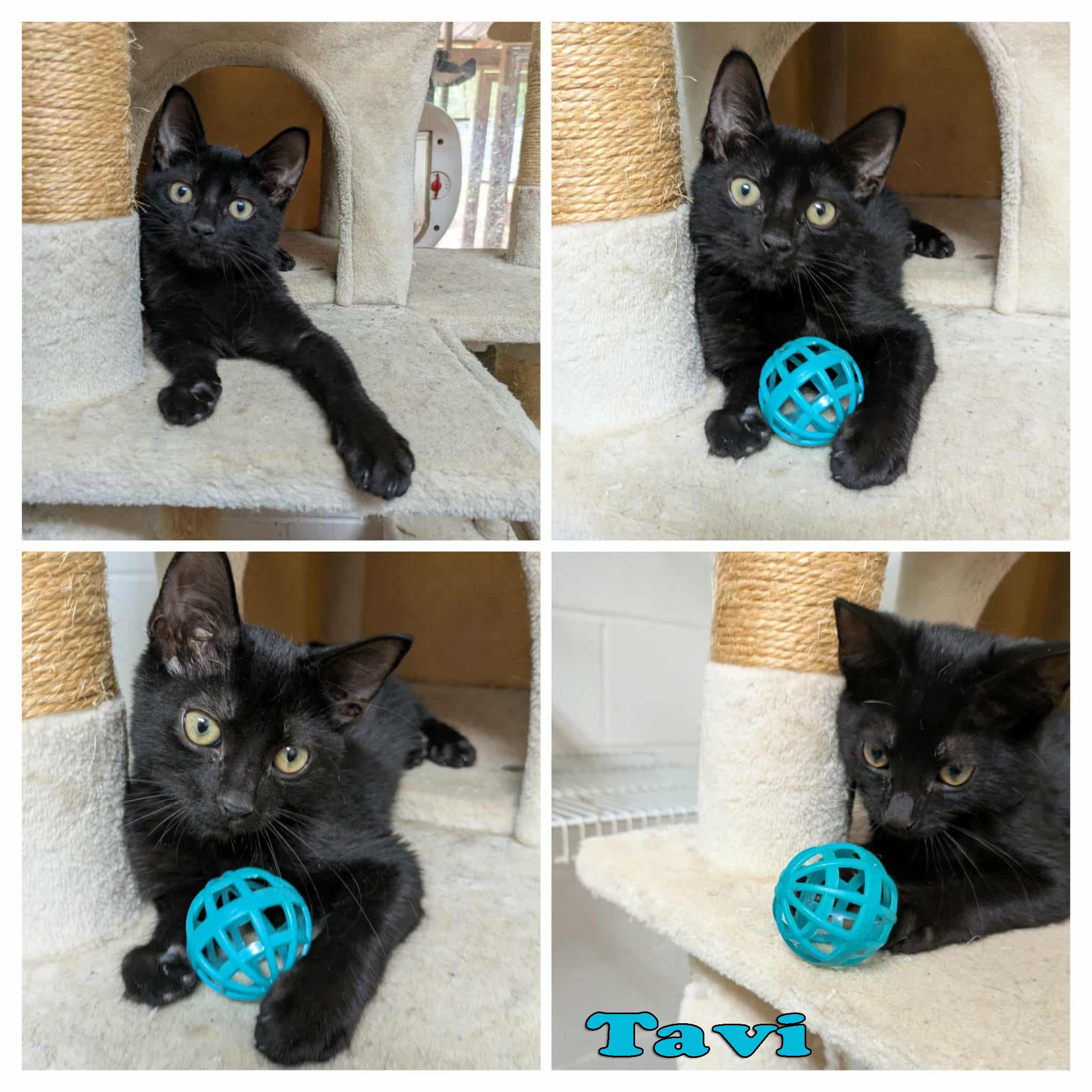 Tavi, a Adopted mixed breed in Ozark, AL image 2/4