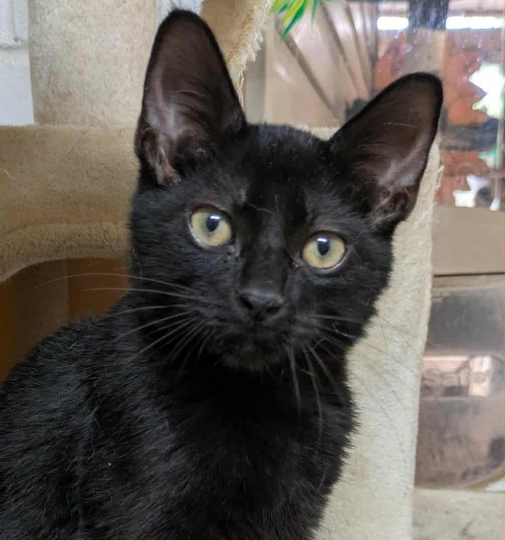 Tavi, a Adopted mixed breed in Ozark, AL image 3/4