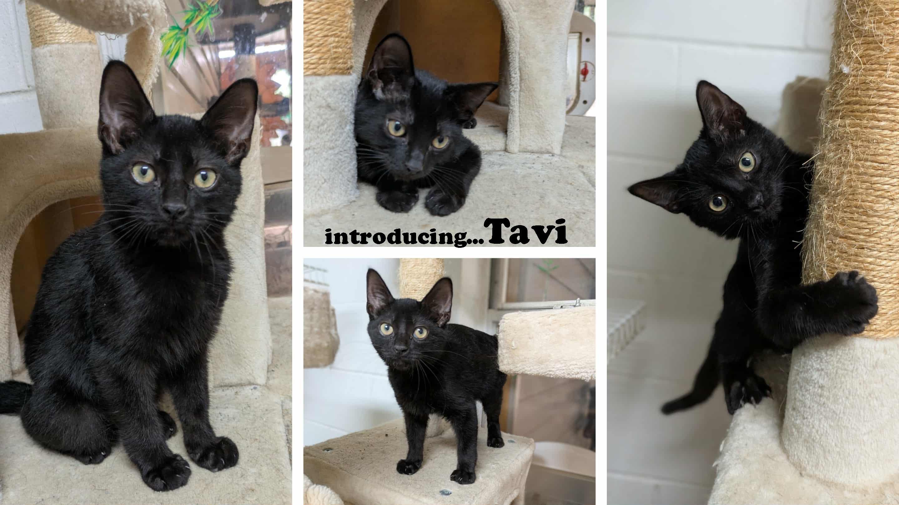 Tavi, a Adopted mixed breed in Ozark, AL image 4/4