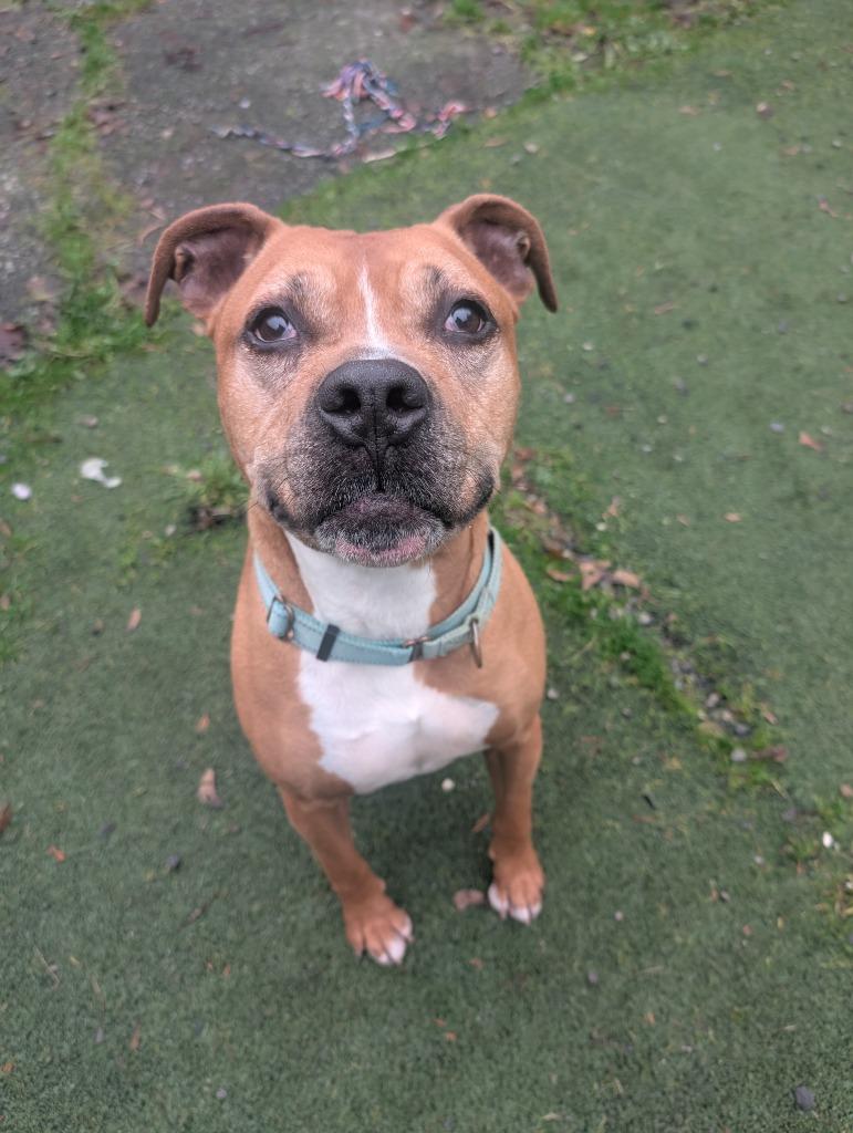 Smudge, a Adoptable mixed breed in Aberdeen, WA image 1/5