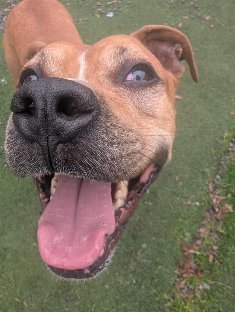 Enlarge Smudge, a Adoptable mixed breed in Aberdeen, WA image 2/4