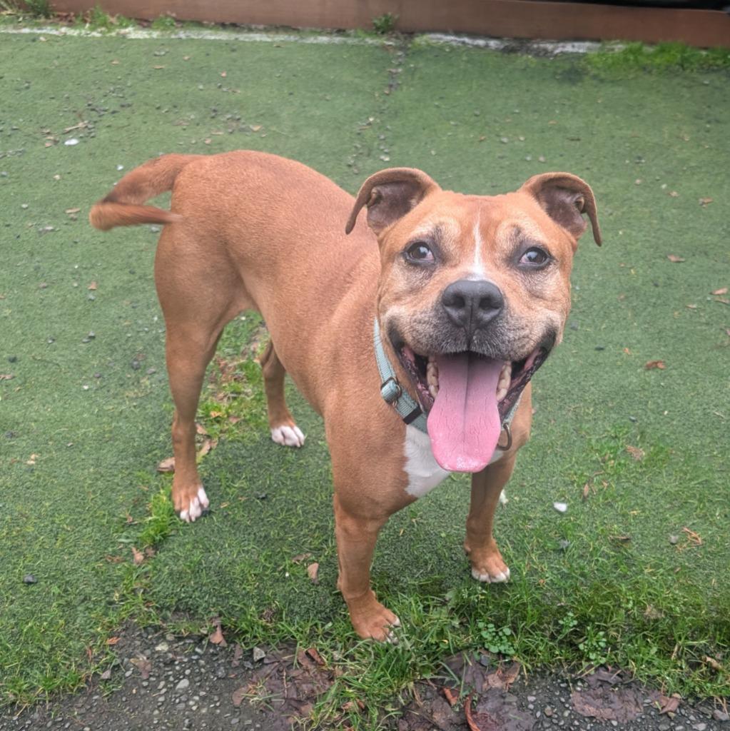 Enlarge Smudge, a Adoptable mixed breed in Aberdeen, WA image 3/4