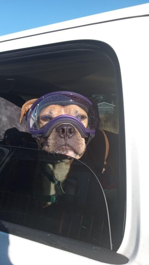 Smudge, a Adoptable mixed breed in Aberdeen, WA image 2/5