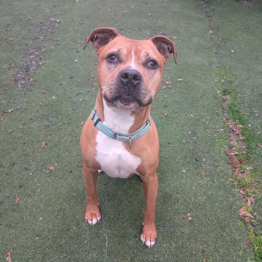 Enlarge Smudge, a Adoptable mixed breed in Aberdeen, WA image 4/4