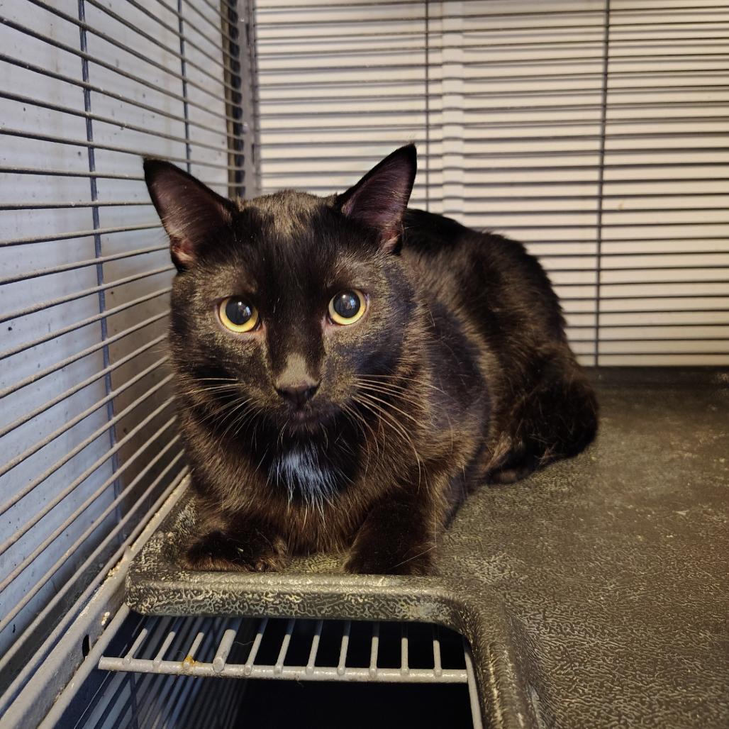 Magic, Adoptable, Young Male Domestic Short Hair.