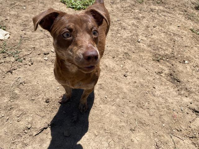 Cloud, Adoptable, Adult Female Chihuahua.