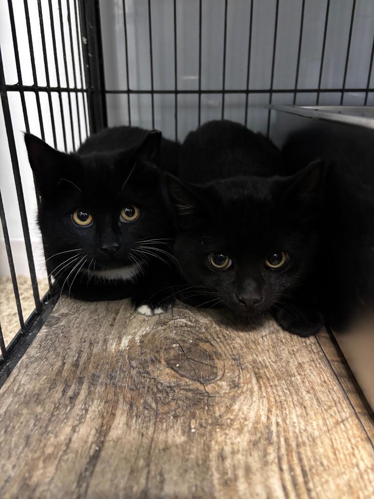 HADLEY, Adoptable, Young Female Domestic Short Hair.