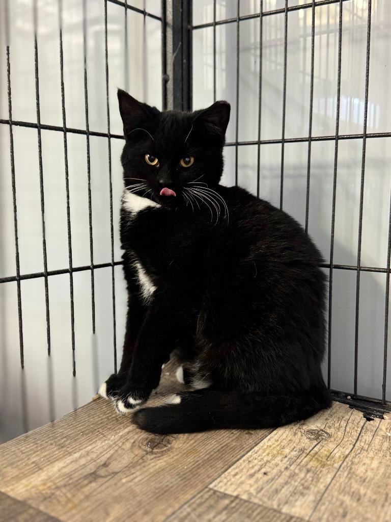 Enlarge HADLEY, a Adoptable mixed breed in Algona, IA image 1/5