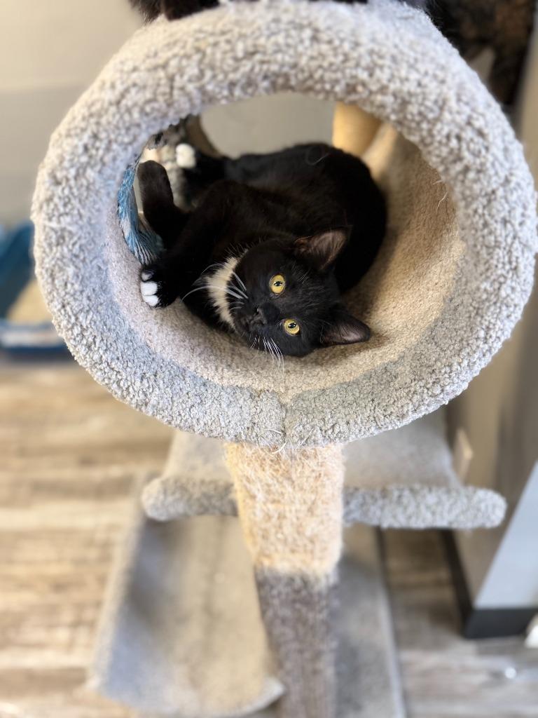 Enlarge HADLEY, a Adoptable mixed breed in Algona, IA image 5/6