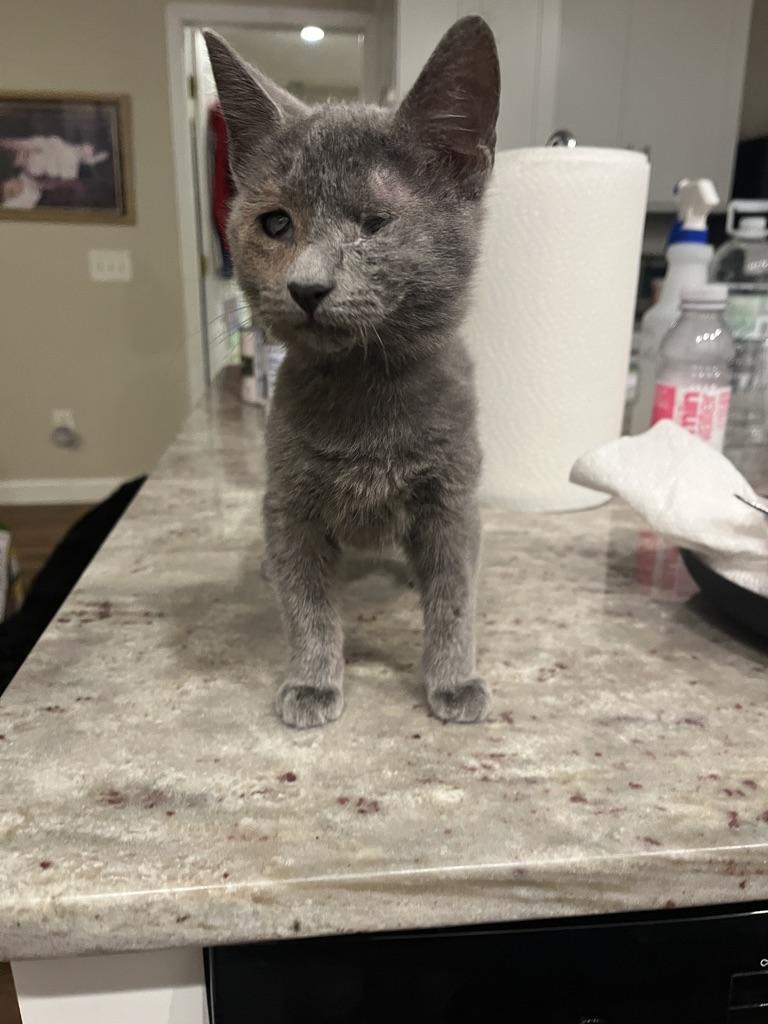 Enlarge Steve Rogers, a ADOPTABLE Domestic Short Hair in Little River, SC image 5/6