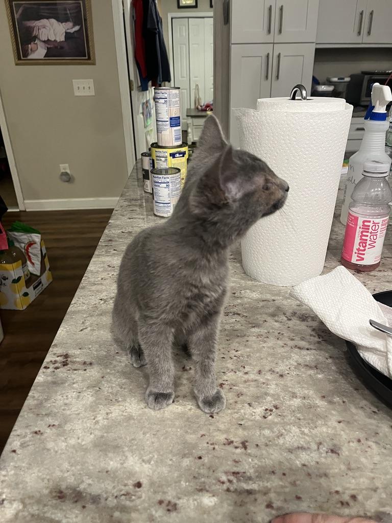 Enlarge Steve Rogers, a ADOPTABLE Domestic Short Hair in Little River, SC image 6/6