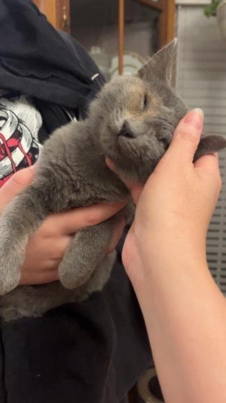 Enlarge Steve Rogers, a ADOPTABLE Domestic Short Hair in Little River, SC image 2/6