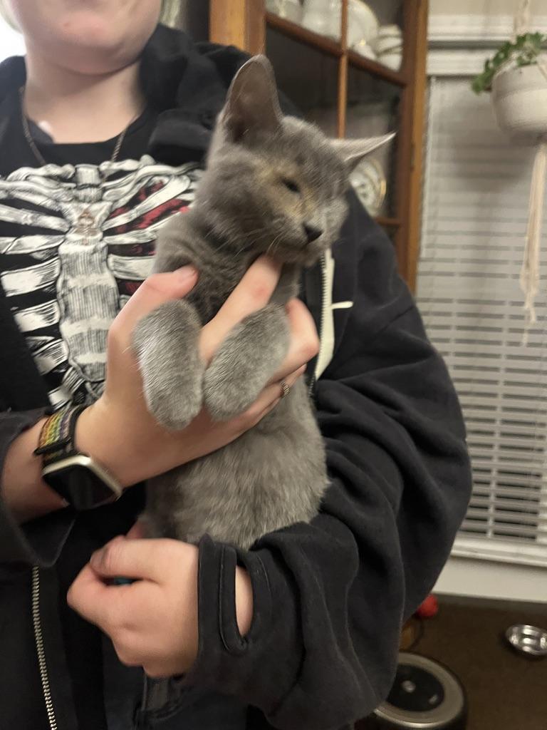 Enlarge Steve Rogers, a ADOPTABLE Domestic Short Hair in Little River, SC image 3/6