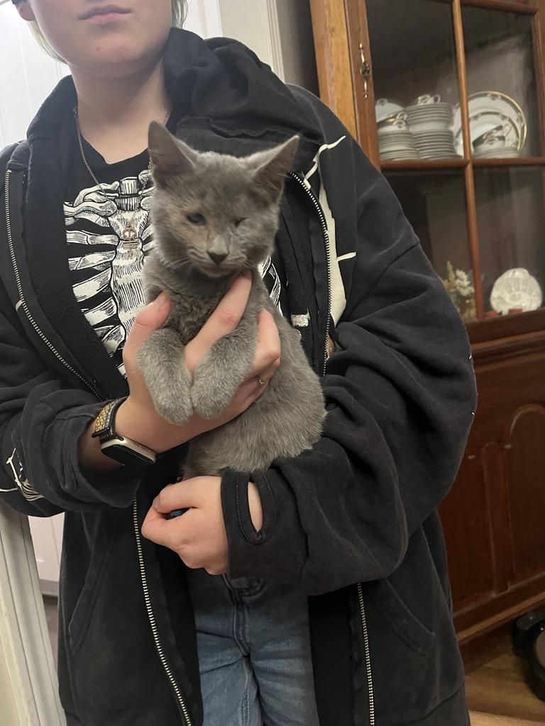 Enlarge Steve Rogers, a ADOPTABLE Domestic Short Hair in Little River, SC image 4/6